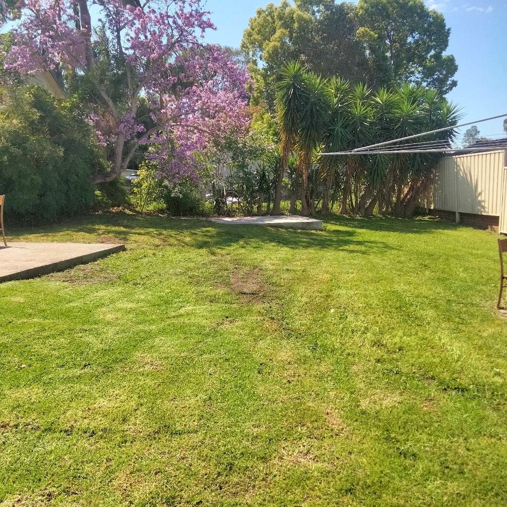 Front lawn after mowing