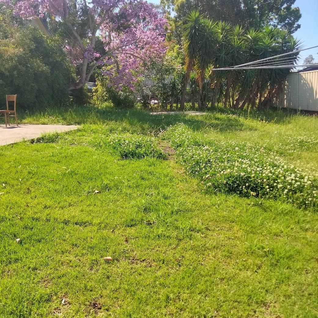 Front lawn before mowing