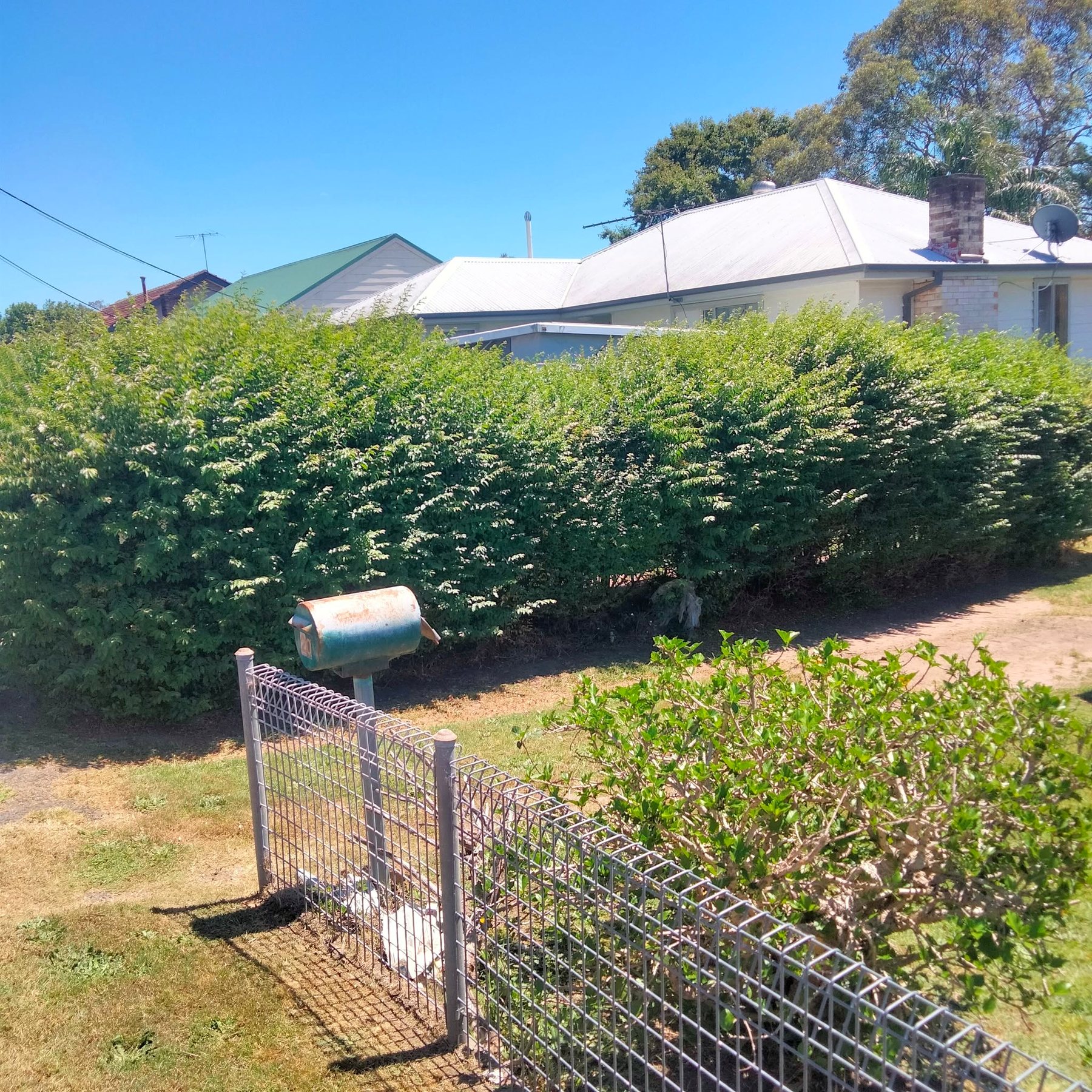 Tall hedge before trimming