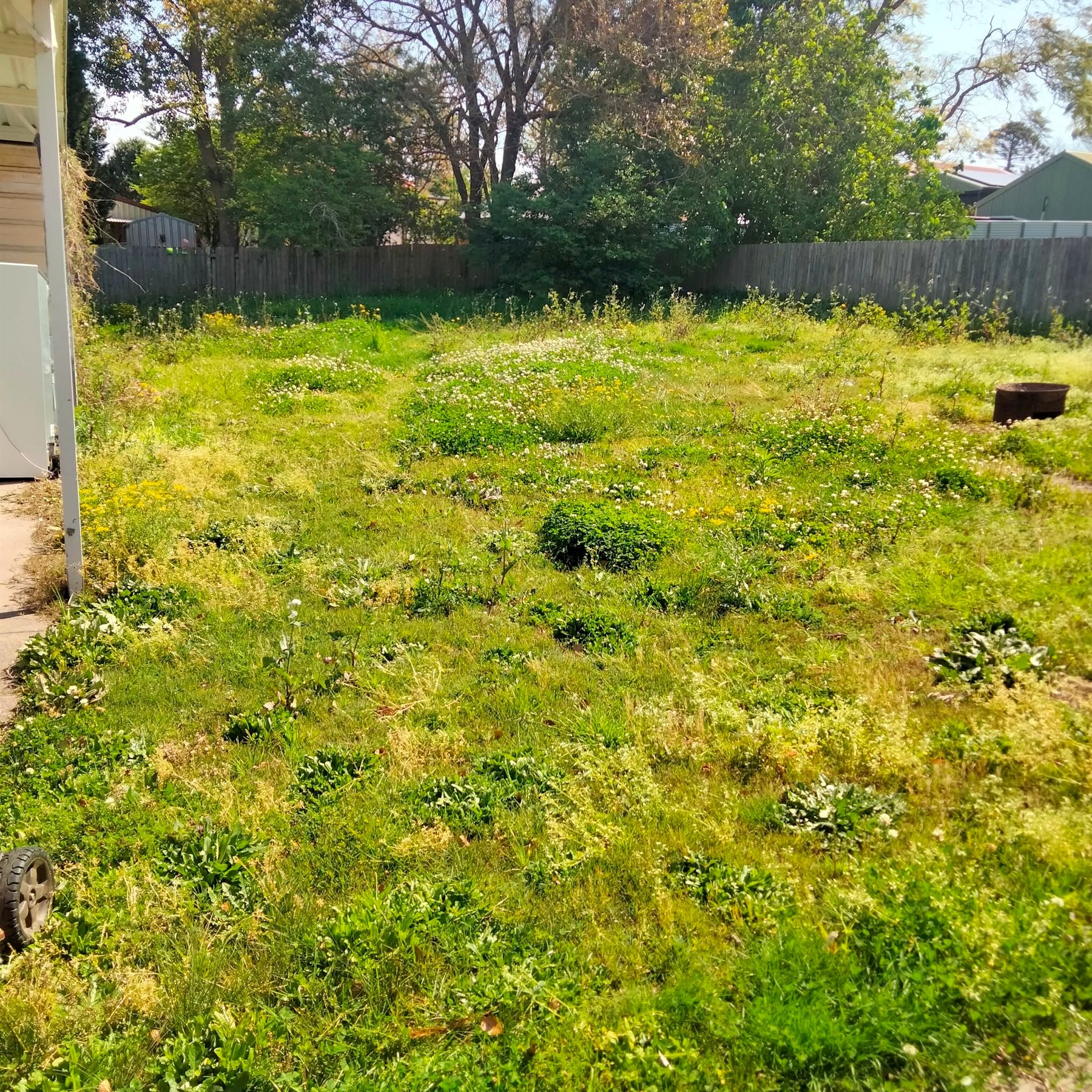 Overgrown yard before mowing