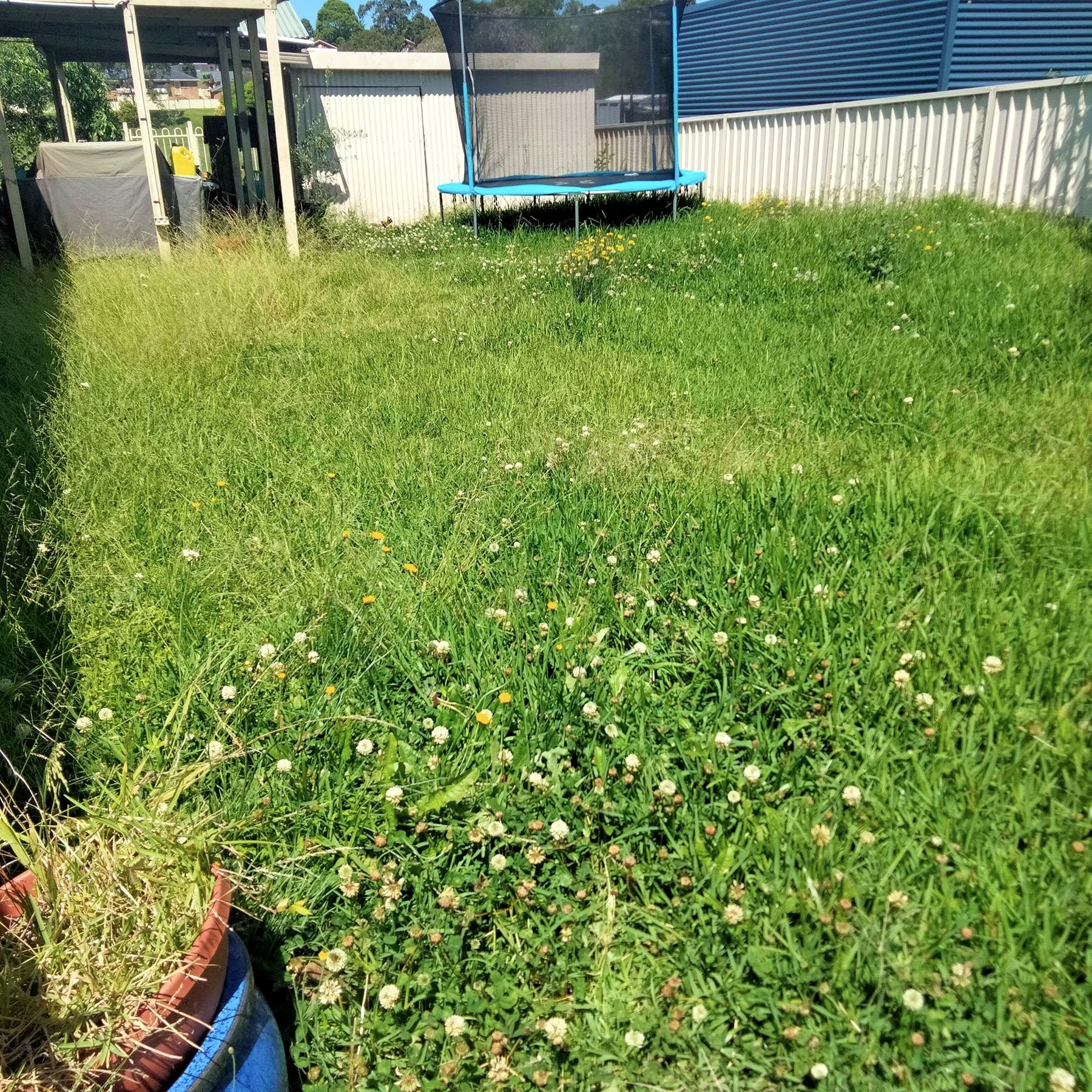 Overgrown trampoline yard before mowing