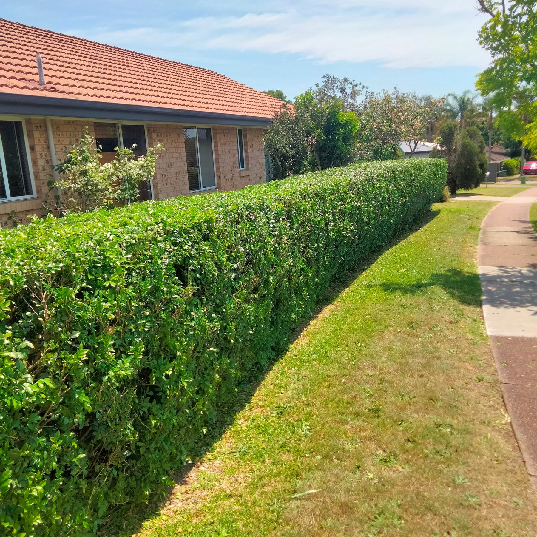 Trimmed hedge along a front path